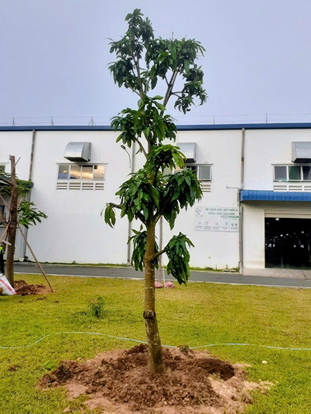 Trồng cây ăn quả